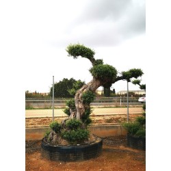 Olea europaea Net