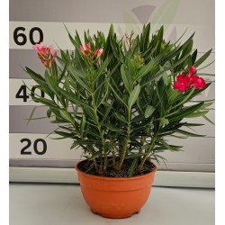 Nerium oleander Bi/Tricouleur