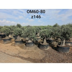 Olea europaea Net