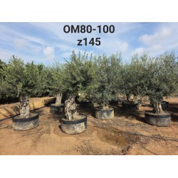 Olea europaea Net