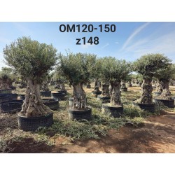 Olea europaea Net